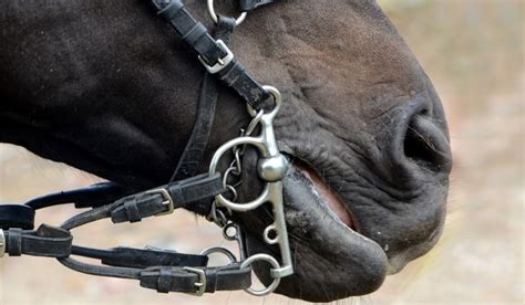 17 Types of Bits for Horses - Helpful Horse Hints