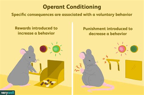 Skinner Operant Conditioning Diagram