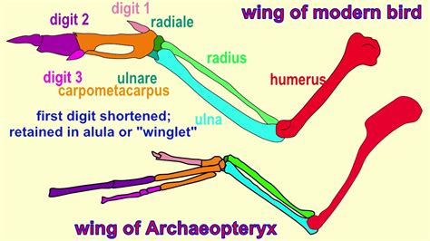 Bird Wing Anatomy Bones