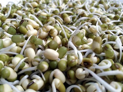 How to Sprout Beans, Grains and Seeds - Zero-Waste Chef