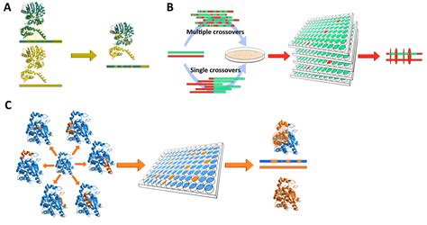 Protein Engineering – ABE Lab