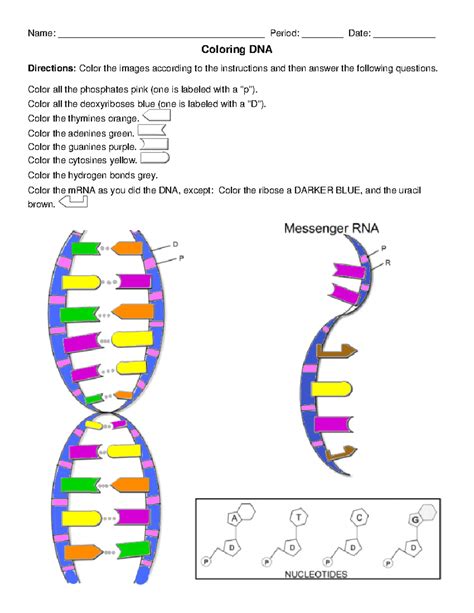 Dna The Double Helix Worksheet – Ame.my.id