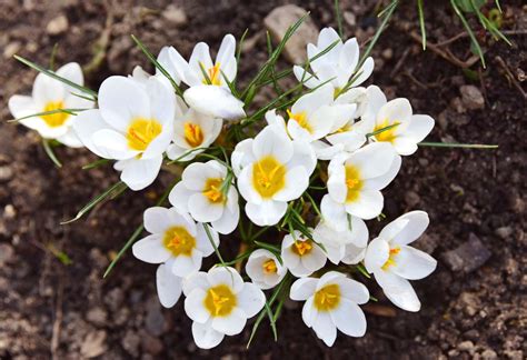 14 Beautiful Crocus Varieties to Plant