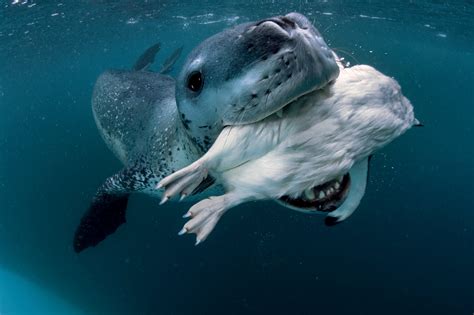 Ocean Photography Awards - in pictures | Leopard seal, Animals wild ...