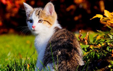 Cat HD wallpapers-High quality background free cat wallpapers ~ The ...