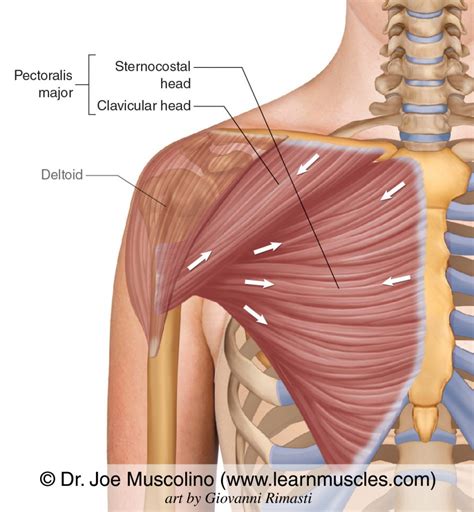 Pectoralis Major - Learn Muscles