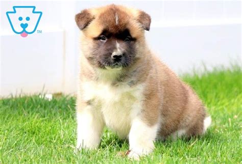 Akita Mix Puppies For Sale | Puppy Adoption | Pet Need Home Puppies