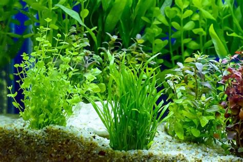 11 Best & Easiest Freshwater Aquarium Plants for Beginners (2021)