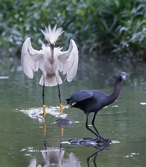 Egret VS Heron Part II (Nikon D7100 and 80-400 VR): Nature and Wildlife ...