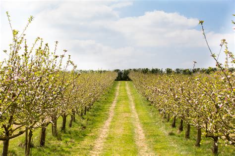 How to Plan an Orchard | Orchard Planting | Frank P Matthews