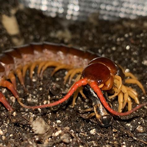 Centipedes: Facts, Venom, Diet, Habitat