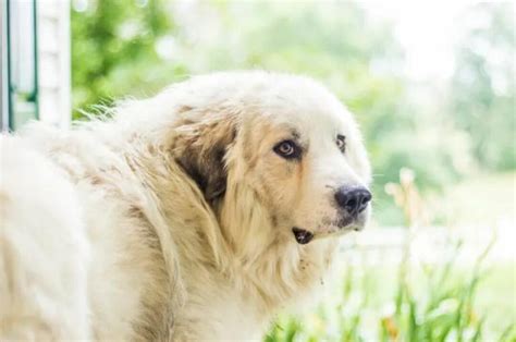 Great Pyrenees Training Tips You Didn’t Know You Needed