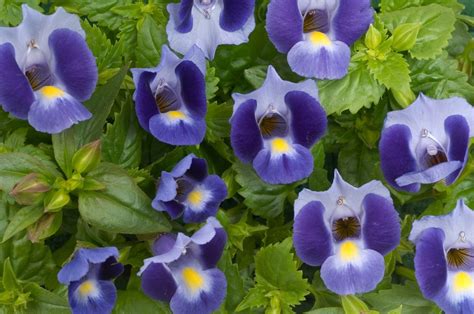 Torenia Plant - A growing guide - Simply Garden Life