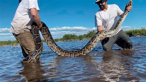 Largest Burmese Python Ever Captured in Florida Everglades Had Hoofs in ...