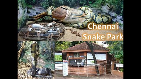 சென்னை பாம்பு பண்ணை || Chennai Snake Park | Guindy National Park ...