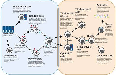 Inflammation Overview | Thermo Fisher Scientific - DE