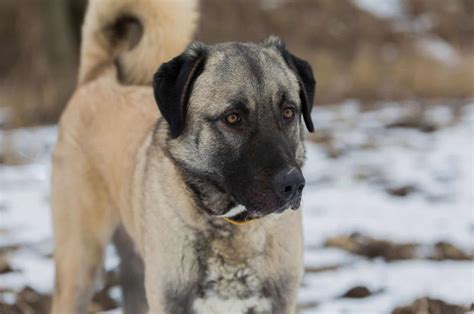 15 Anatolian Shepherd Mixes That Will Truly Amaze You