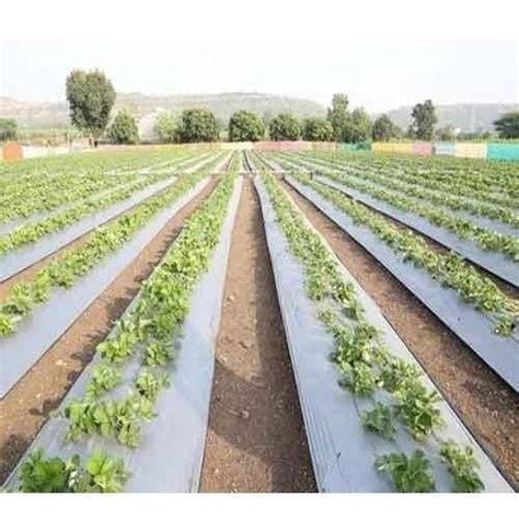 Ldpe Plastic Material Mulching Sheet Roll, For Agriculture Balancing ...