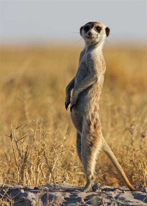 Wonder mammals, cute Meerkats