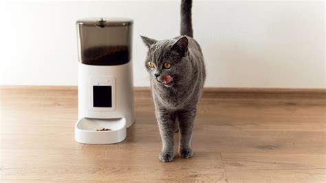 The best automatic pet feeders of 2024 | ZDNET