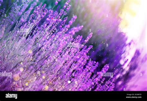 Lavender flower field, blooming purple fragrant lavender flowers ...