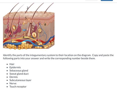 [Solved] 8 3 Identify the parts of the integumentary system to their ...