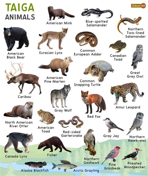 Taiga Animals: List and Fact with Pictures