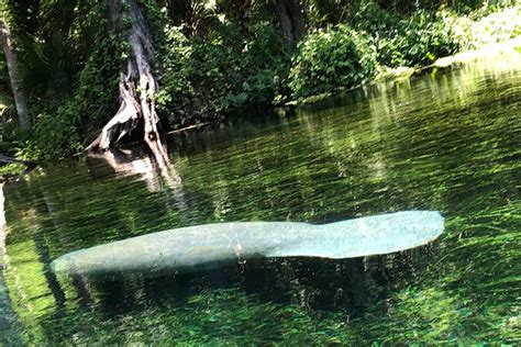 Clear Canoeing And Wildlife Sightseeing At Silver Springs