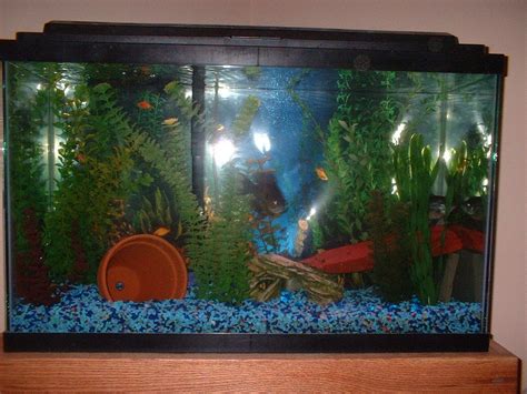 Photo #2 - Blue Gill - Assoriated African Cichlids - All Fa...