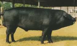 The Different Breeds of Swine - Large Black. Large Black Pig Breed ...