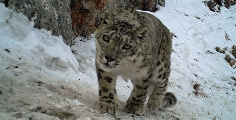 Status of Snow Leopards in China: Report Released - Snow Leopard Trust