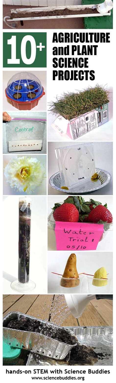 Plants Science Project, Plant Projects, Plant Science, Science Projects ...