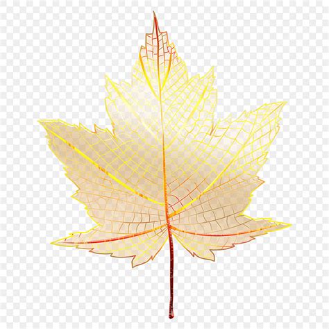 Leaf Veins Hd Transparent, Beautiful Colored Maple Leaf Veins, Color ...