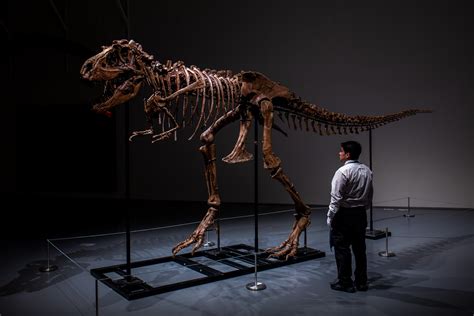 Dino-mania Shows No Sign of Extinction as Sotheby’s Offers a Rare ...