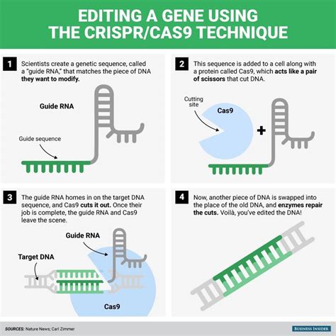 crispr-infographic – Sustainable Olive Production in Florida