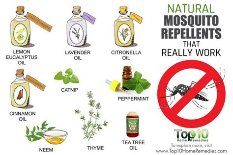 10 Natural Mosquito Repellents that Really Work | Top 10 Home Remedies