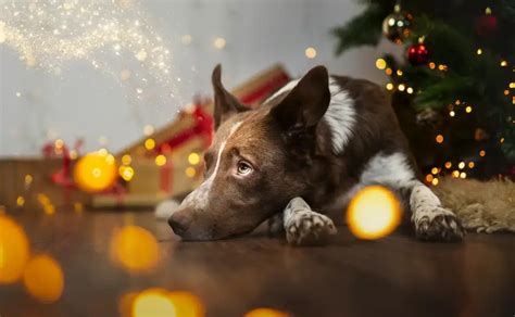 Dog Christmas Photoshoot Ideas - FotoProfy