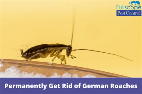 How to Permanently Get Rid of German Roaches