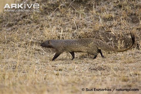 Egyptian mongoose - Alchetron, The Free Social Encyclopedia