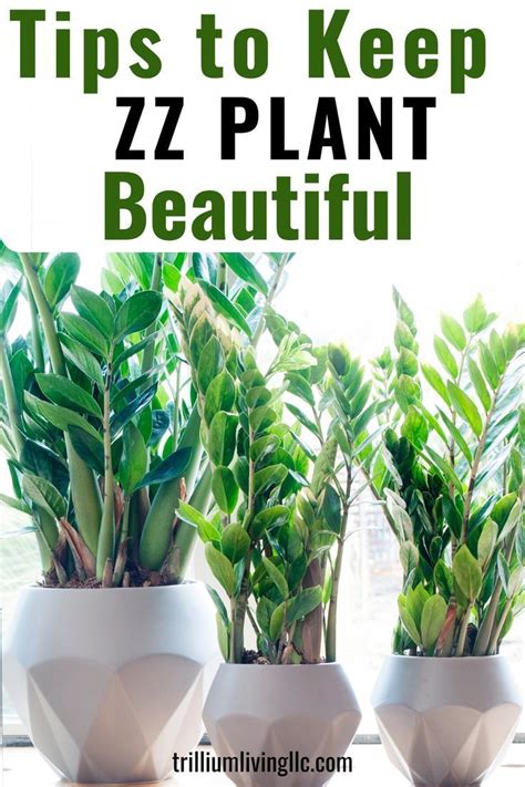 The ZZ plant is an easy houseplant to grow and these care tips will ...