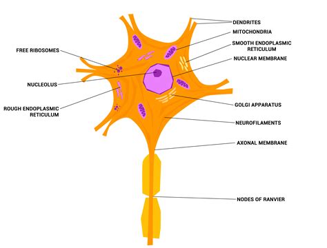 Structure of neuron download - garspirit