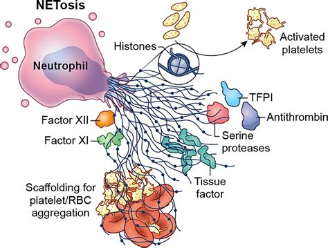 Neutrophil extracellular promote thrombosis. Activated neutrophils ...