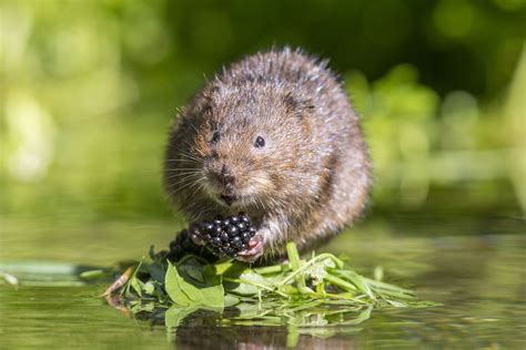 Image result for european water vole uk | Water vole, Animals, British ...