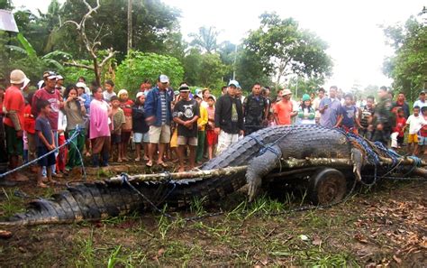 Giant Philippine Crocodile