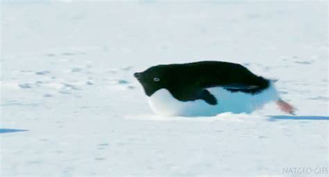 Penguin Sliding GIF - Find & Share on GIPHY