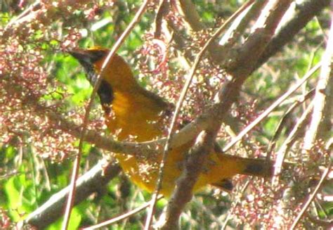 Altamira Oriole, ICTERUS GULARIS