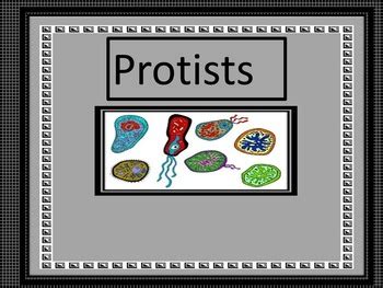 Protists by Living Things | Teachers Pay Teachers