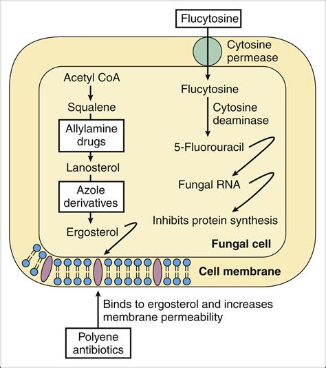 Antifungal Drugs | Basicmedical Key