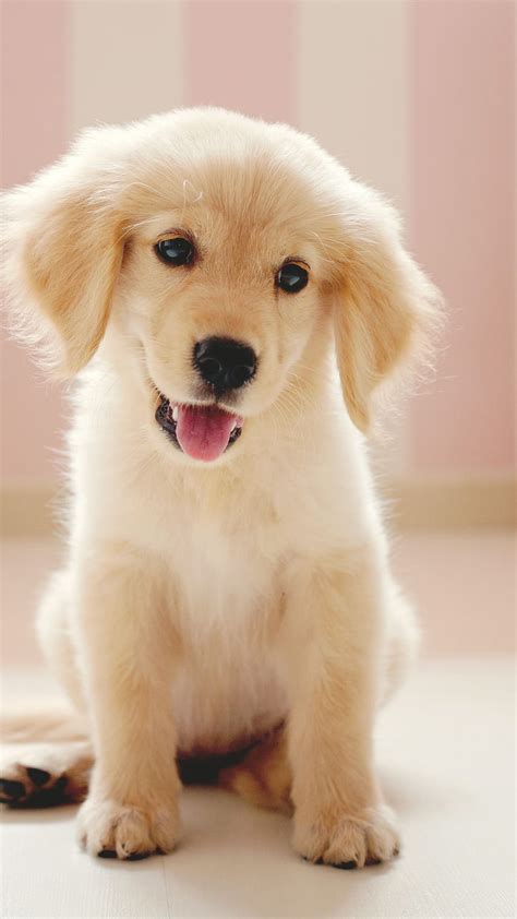 Cute and lovely dogs wallpaper cute Background for your devices