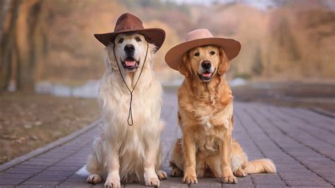 Golden Retriever Dogs With Hats Is Sitting On Road HD Dog Wallpapers ...